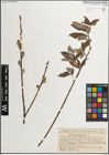 Foto von Salix muscina Dode ex Flod.